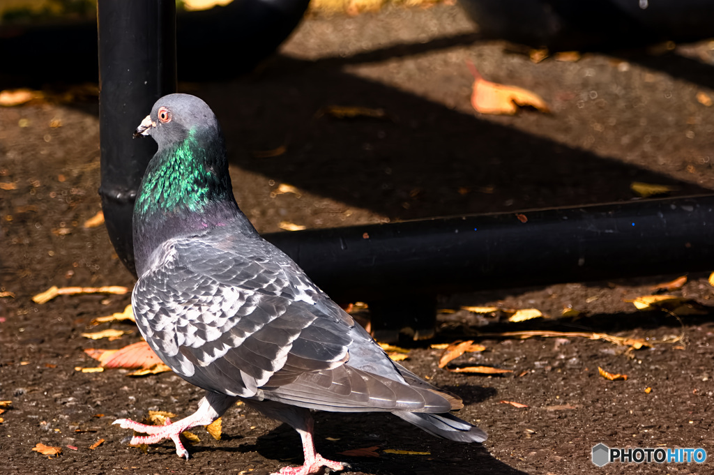 動物園のキジバト