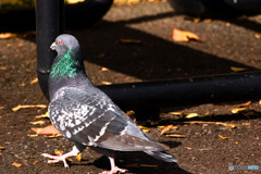 動物園のキジバト