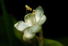 ヤブミョウガ（藪茗荷）の花