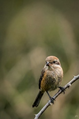 Quiet Face, Hunter’s Beak