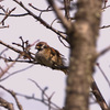 枝上の雀、くつろぎの時間