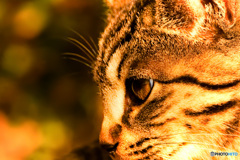 人間っていいな