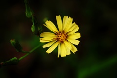傾斜に咲く花　オオジシバリ
