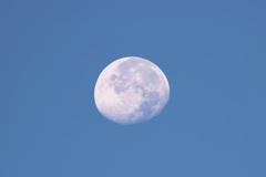 白い月-dont harvest moon-