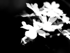 華