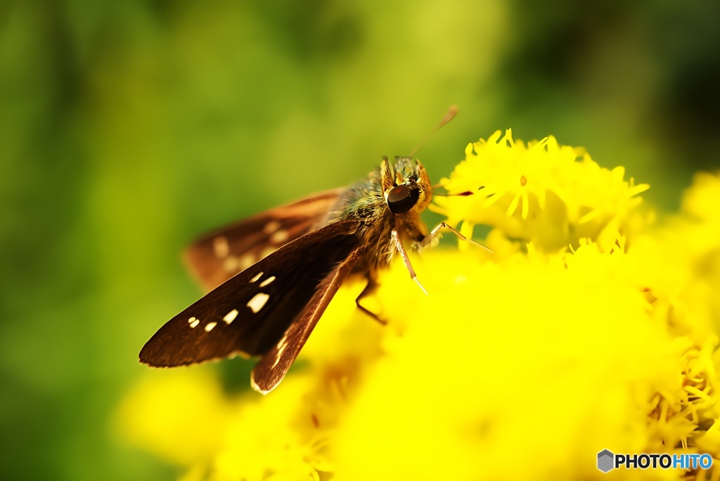 セイタカアワダチソウとセセリチョウ