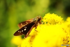 セイタカアワダチソウとセセリチョウ セイタカアワダチソウとセセリチョウ