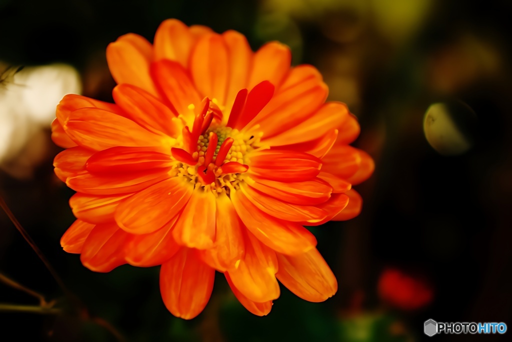 色鮮やかなオレンジ色の菊