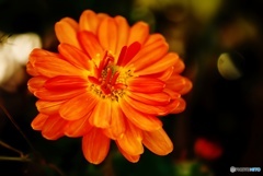 色鮮やかなオレンジ色の菊