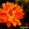色鮮やかなオレンジ色の菊