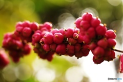 シンフォリカルポス･ワインレッド