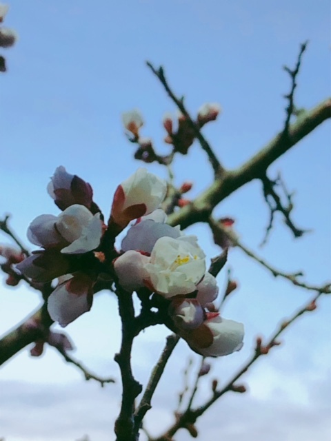 風情を感じる、朝