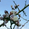 風情を感じる、朝