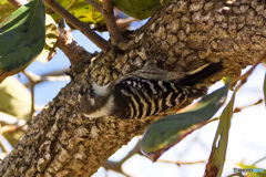 つついてます つついてます