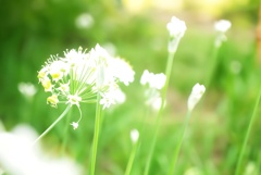 韮花(ニラ)