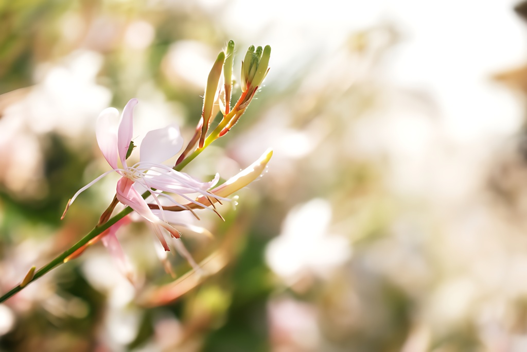 まるで桜のように。
