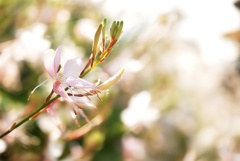 まるで桜のように。
