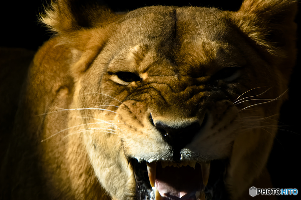 ライオン