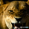 ライオン