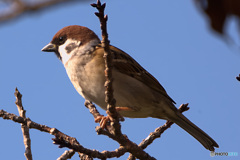 秋の風を受ける雀