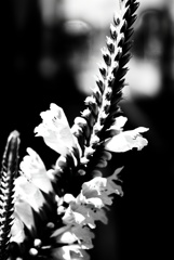 花尾は虎。
