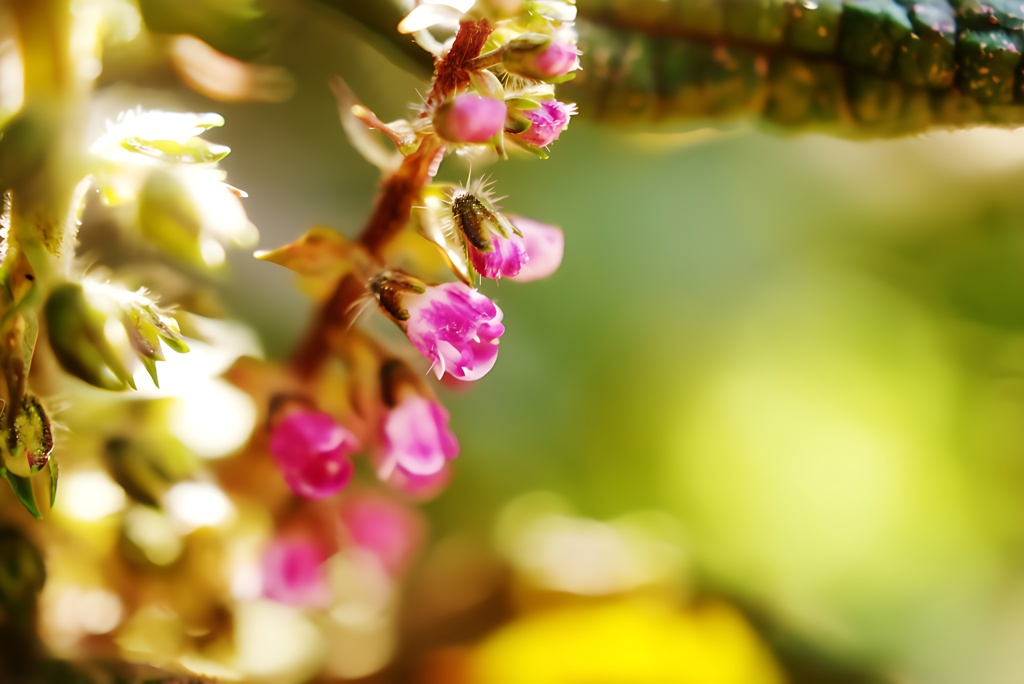 紫蘇の花(シソ)  