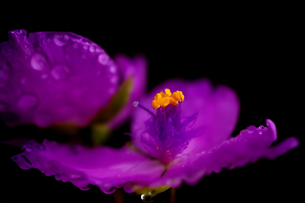 秋雨前線