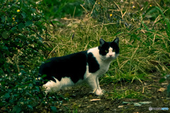 白黒猫探訪