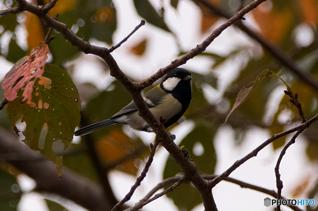 ハロウィンの日の四十雀