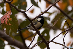 ハロウィンの日の四十雀
