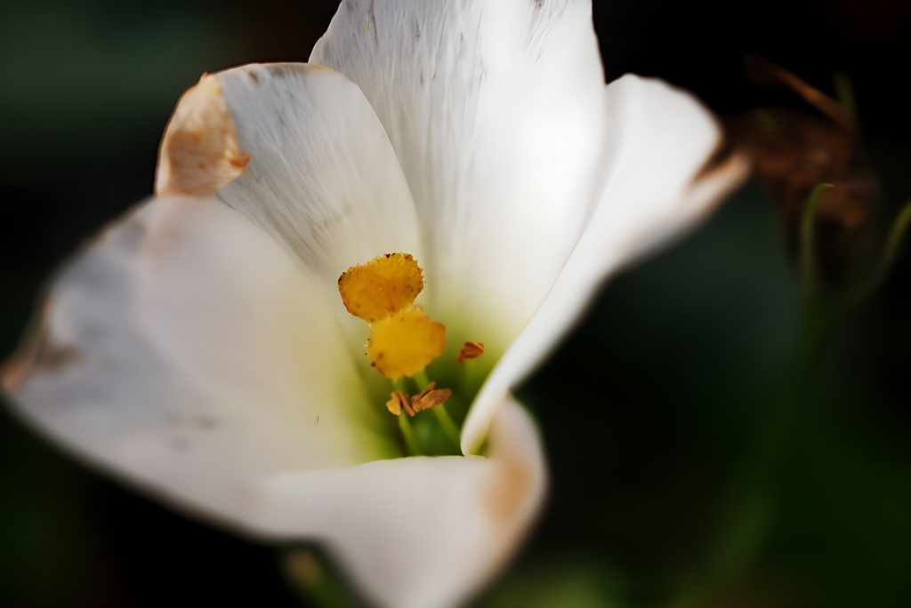 野に咲く花のように…