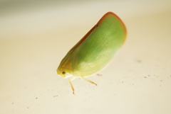 緑の小型飛行生物