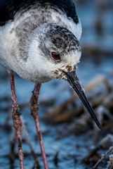 Between Step and Breath