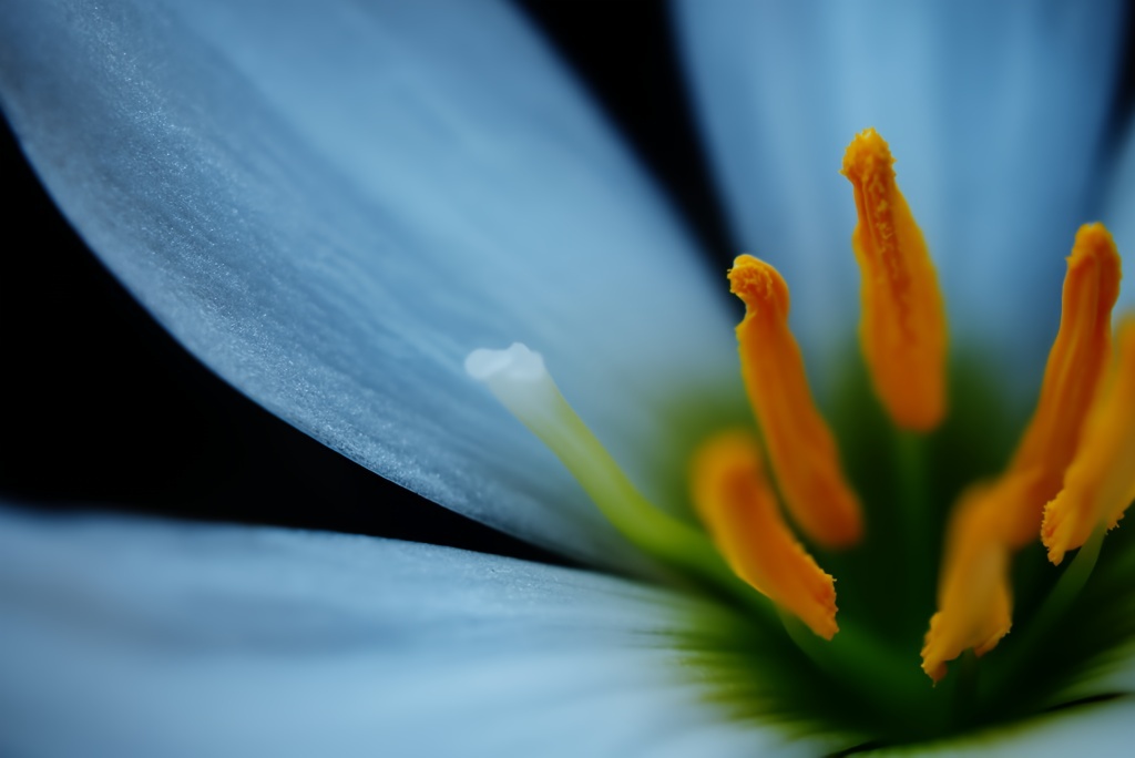 はぐれ蕊 (玉すだれ)