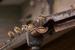 スズメ点呼！