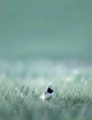 安寧の地と君と