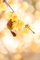 Light will find me again