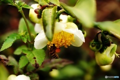 白ツバキにミツバチ 白ツバキにミツバチ
