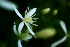 ふと目を引いた花