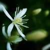 ふと目を引いた花