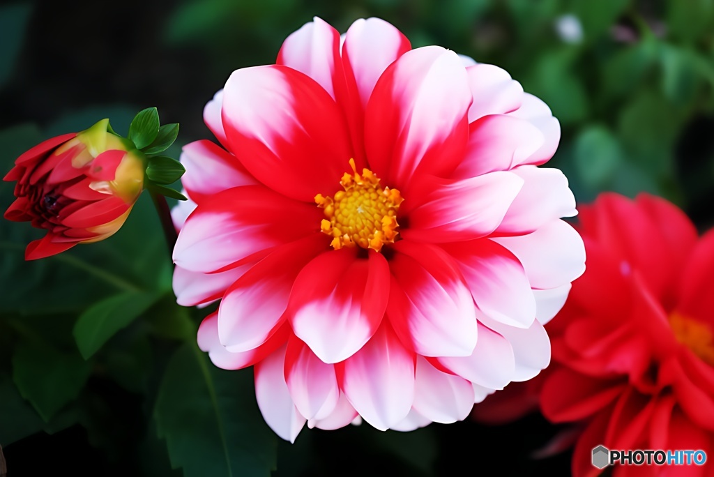 ダリーニャマキシ・ダリアの品格