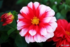 ダリーニャマキシ・ダリアの品格 ダリーニャマキシ・ダリアの品格