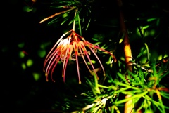 花火のように、グレビレア(grevillea)