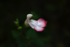 薄紅色