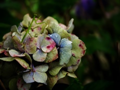 終わり紫陽花にカマキリ