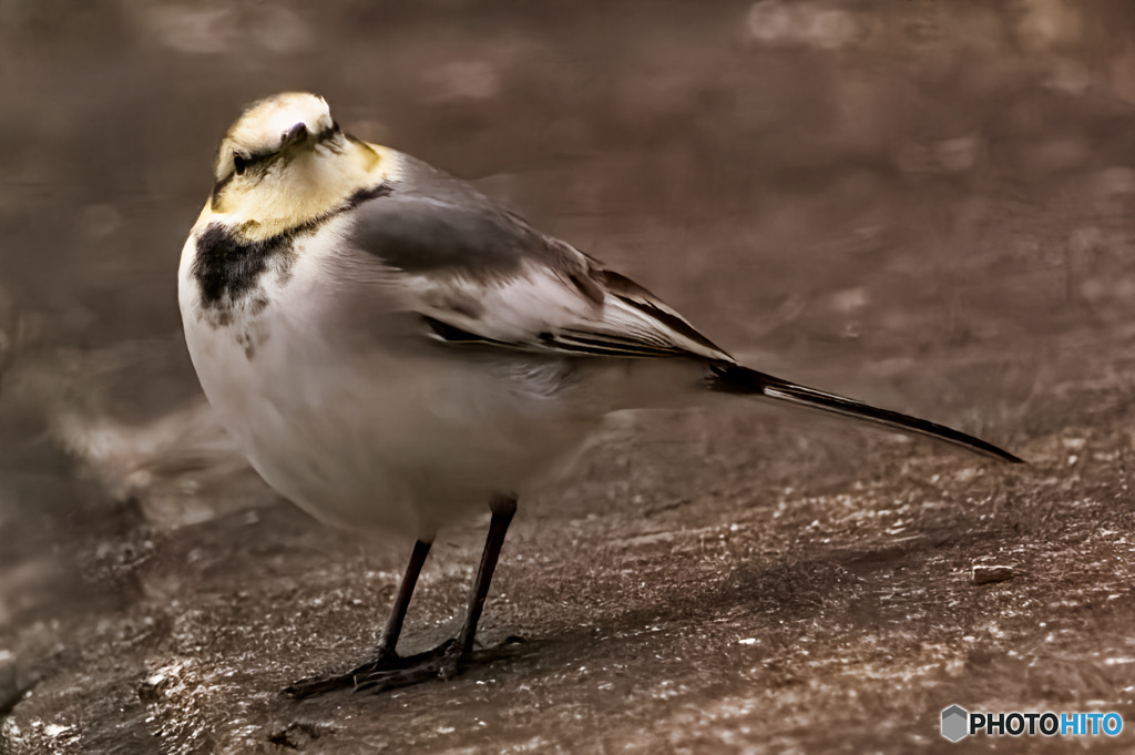 アスファルト好きの貴方