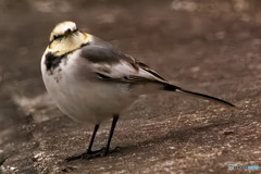 アスファルト好きの貴方