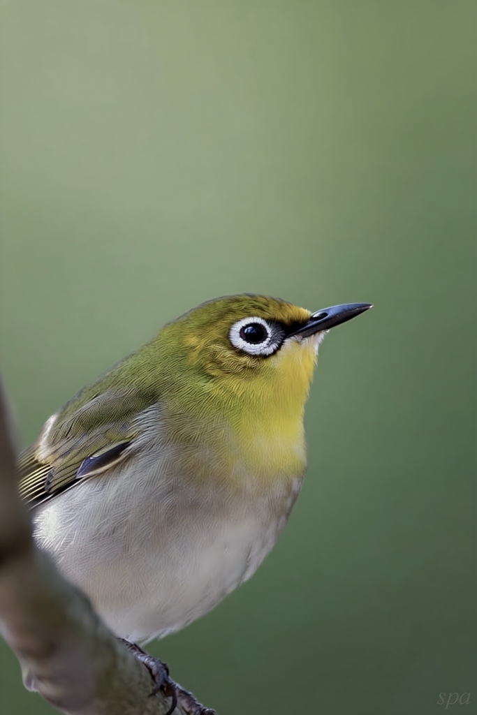 Where Green Holds Its Breath