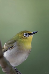 Where Green Holds Its Breath