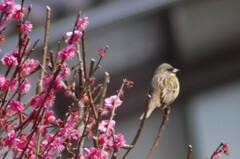 野鳥日誌：アオジと梅